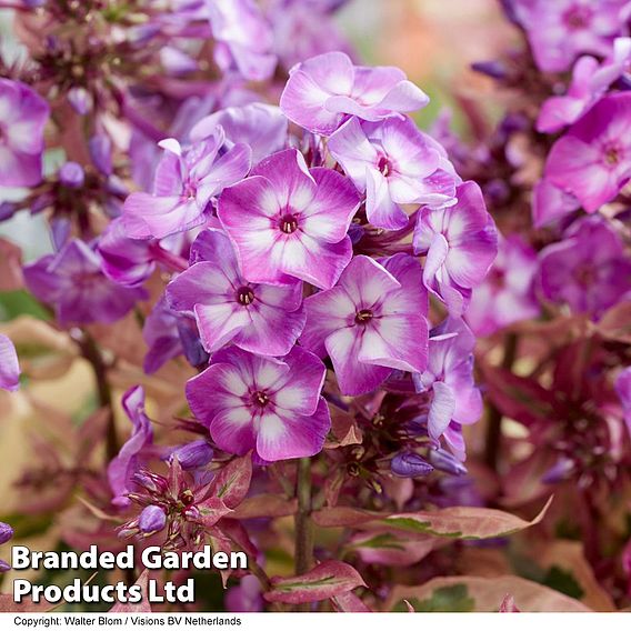 Phlox paniculata 'Olympus'