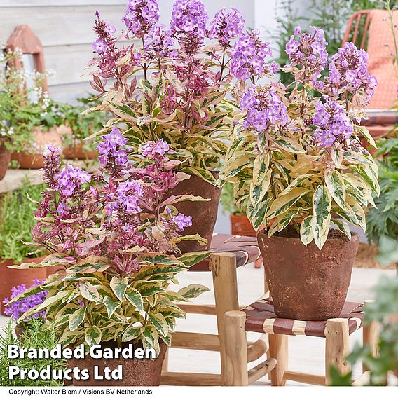 Phlox paniculata 'Olympus'