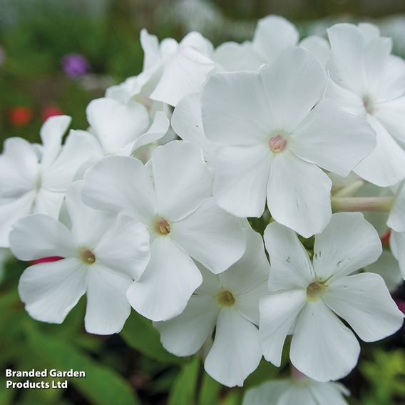 Phlox paniculata 'Rembrandt'