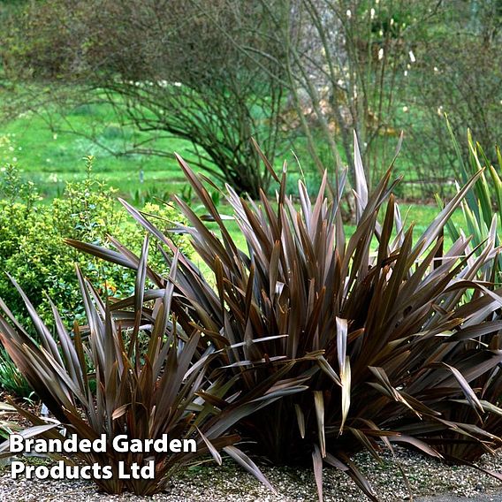 Phormium 'Black Velvet'