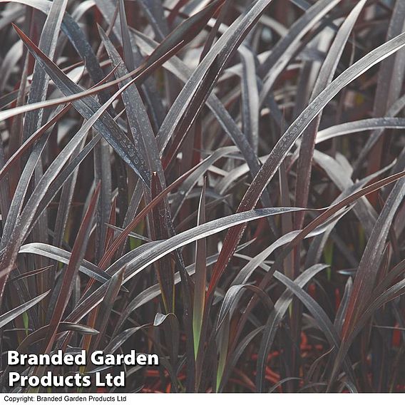 Phormium 'Black Velvet'