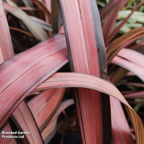 Phormium 'Evening Glow'