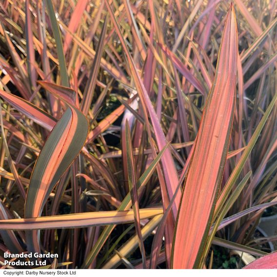 Phormium tenax 'Flamingo'