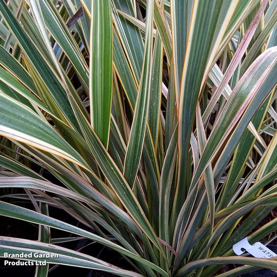 Phormium 'Golden Ray'