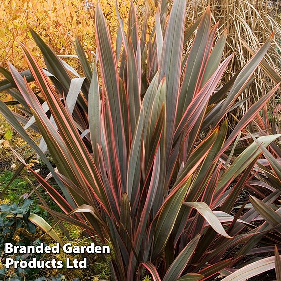 Phormium 'Rainbow Queen'