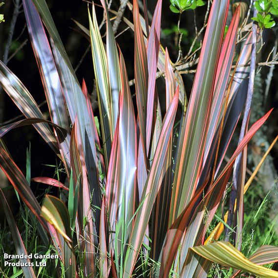 Phormium 'Sundowner'