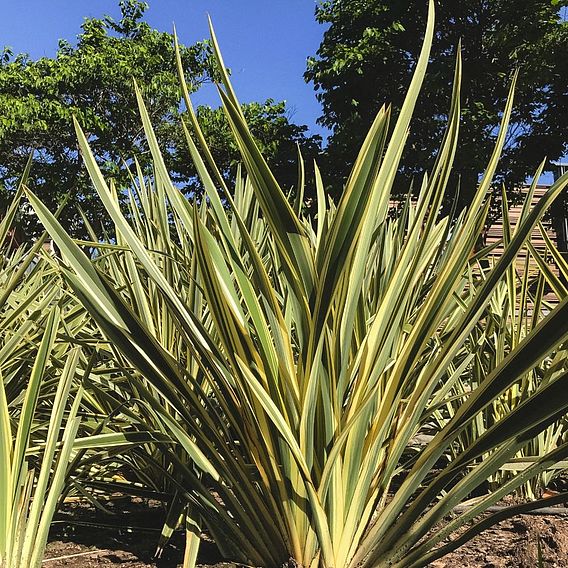 Phormium 'Yellow Wave'