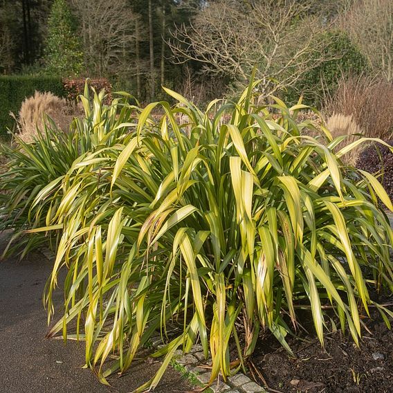 Phormium 'Yellow Wave'