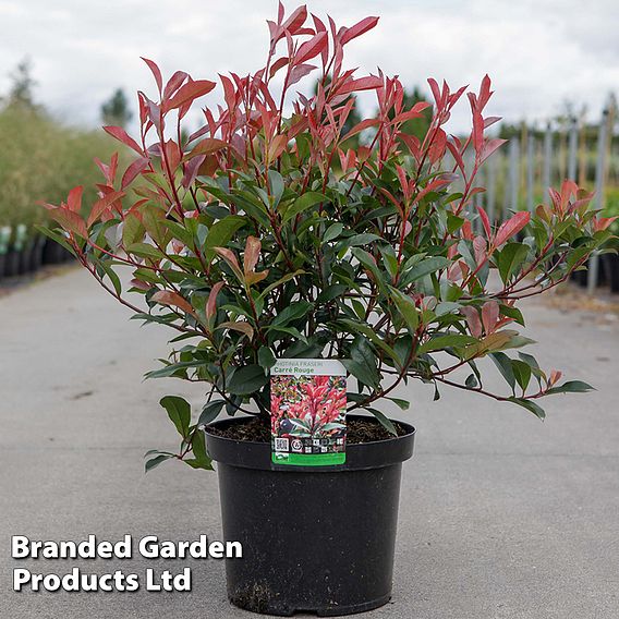 Photinia x fraseri 'Carré Rouge'
