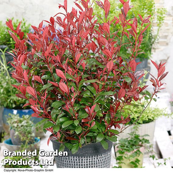 Photinia x fraseri 'Carré Rouge'