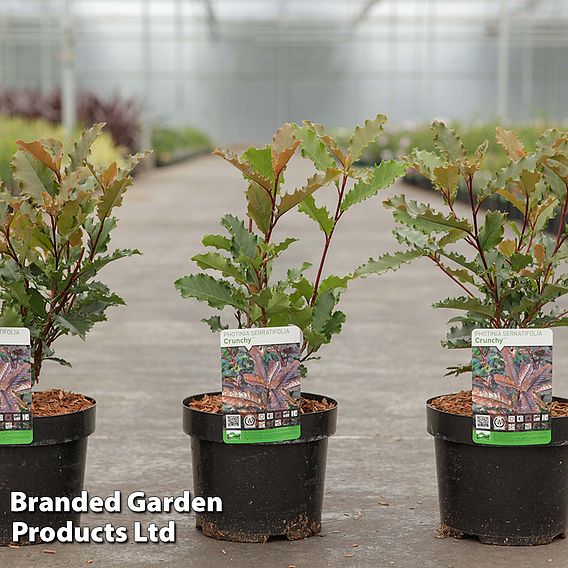 Photinia serratifolia 'Crunchy'