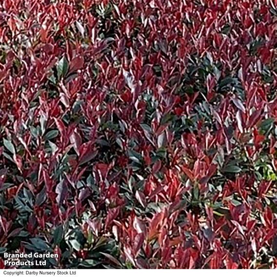 Photinia x fraseri 'Little Red Devil'