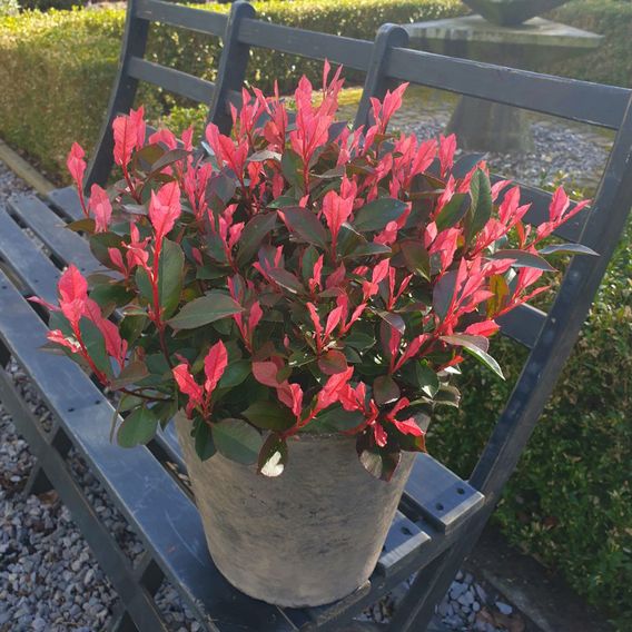 Photinia x fraseri 'Little Fenna'