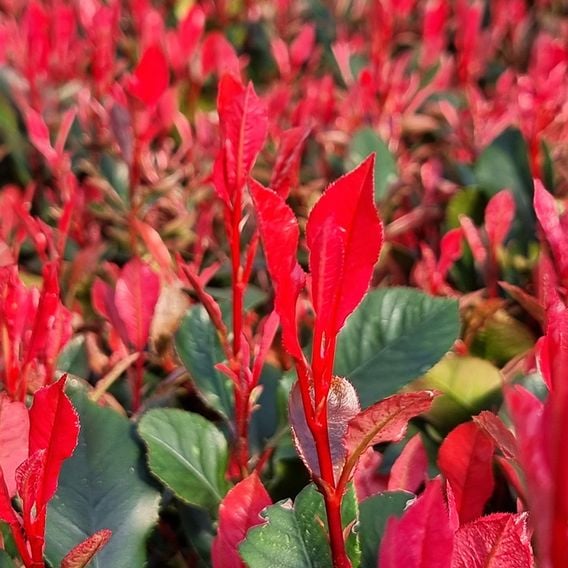Photinia x fraseri 'Little Fenna'