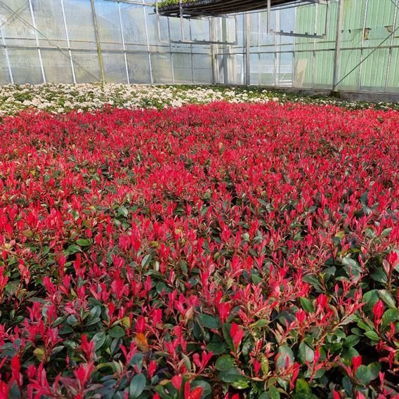 Photinia x fraseri 'Little Fenna'