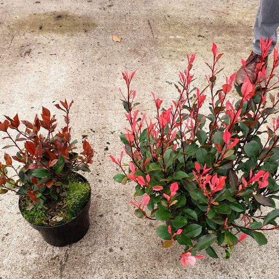 Photinia x fraseri 'Little Fenna'
