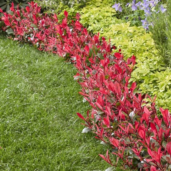 Photinia x fraseri 'Little Fenna'