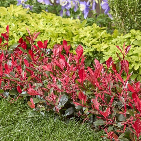 Photinia x fraseri 'Little Fenna'