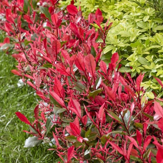 Photinia x fraseri 'Little Fenna'