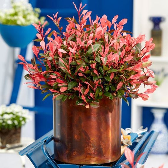 Photinia x fraseri 'Little Fenna'