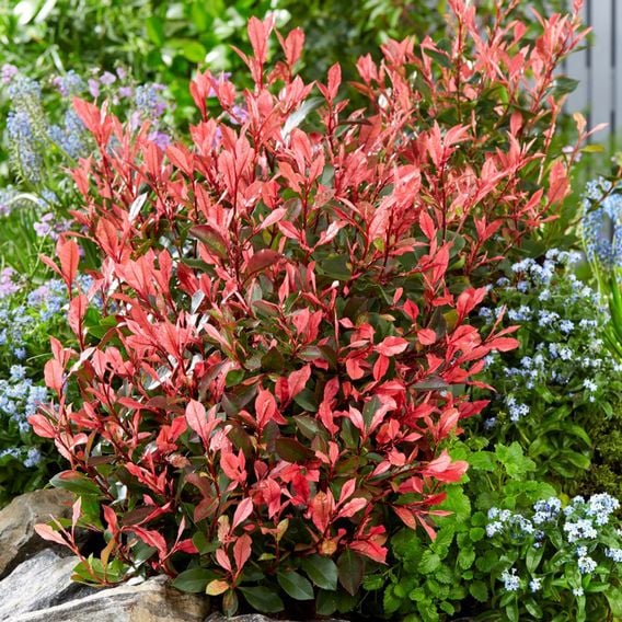 Photinia x fraseri 'Little Fenna'