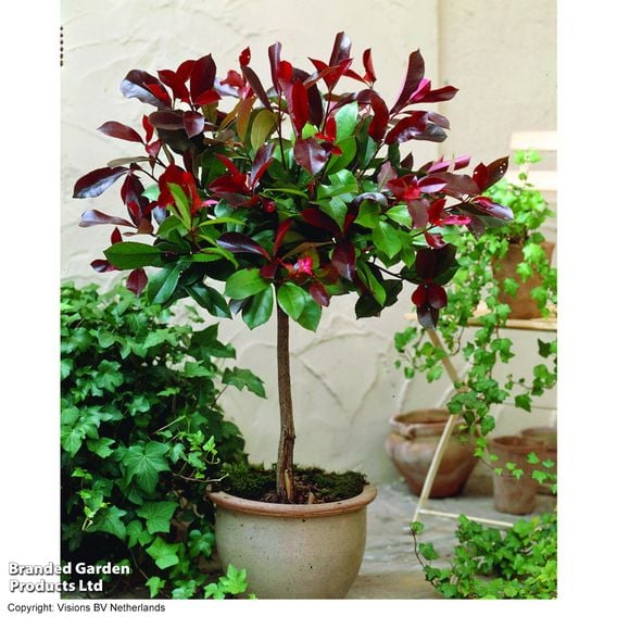 Photinia 'Red Robin' (Standard)