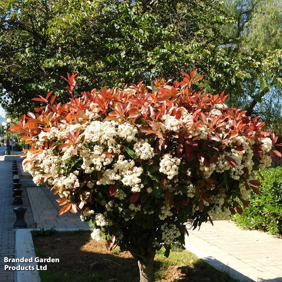 Photinia 'Red Robin' (Standard)
