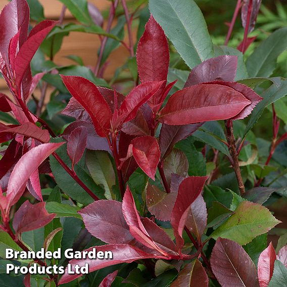 Photinia x fraseri 'Red Robin' (Hedging)