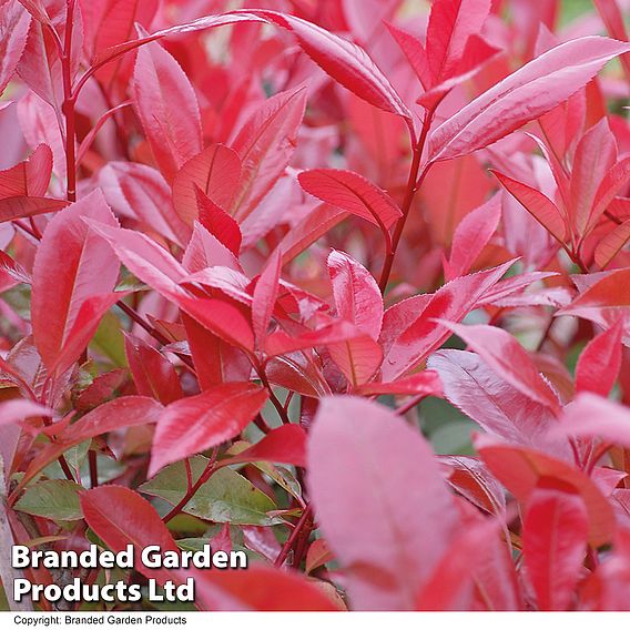 Photinia x fraseri 'Red Robin' (Hedging)