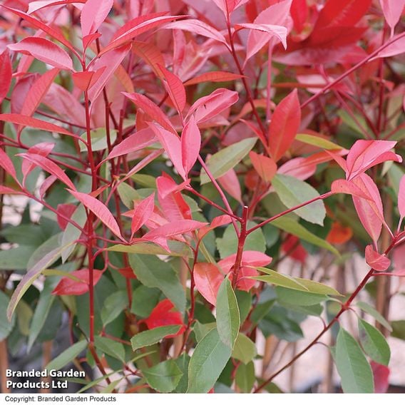 Photinia 'Red Robin' (Standard)
