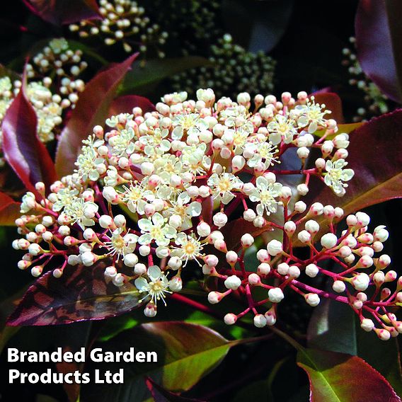 Photinia x fraseri 'Red Robin' (Hedging)