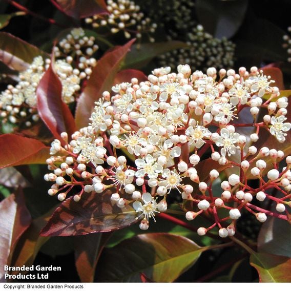 Photinia 'Red Robin' (Standard)
