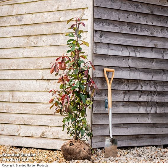 Photinia x fraseri 'Red Robin' (Hedging)