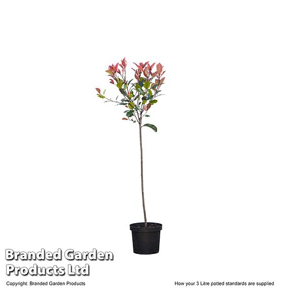 Photinia fraseri 'Little Red Robin' (Standard)