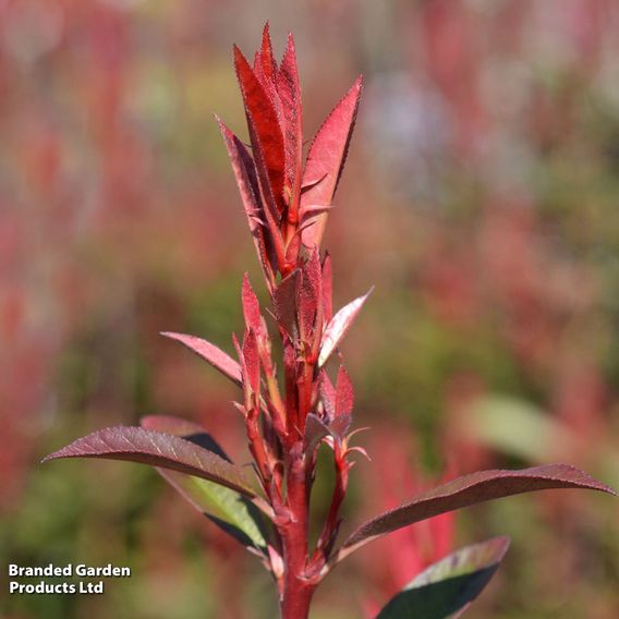 Photinia fraseri 'Robusta Compacta'