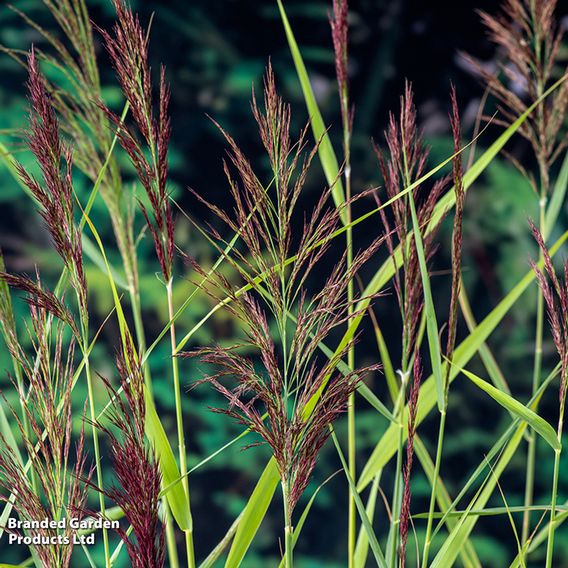 Phragmites australis (Marginal Aquatic)