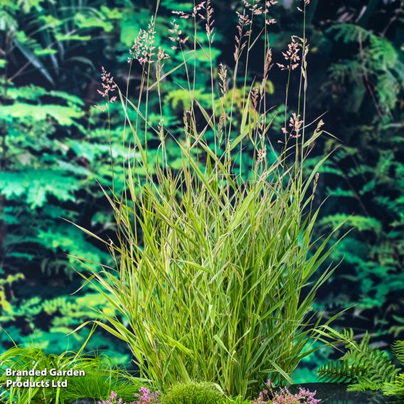 Phragmites australis (Marginal Aquatic)