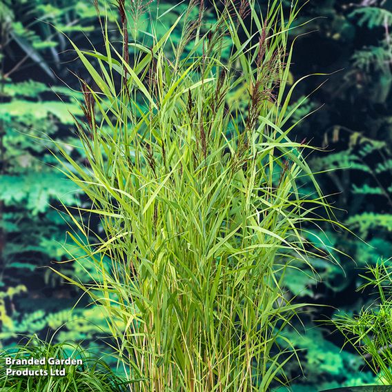 Phragmites australis (Marginal Aquatic)