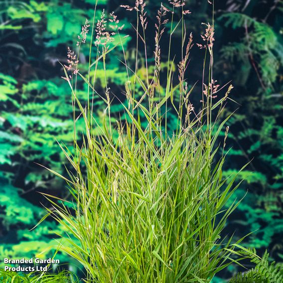 Phragmites australis (Marginal Aquatic)