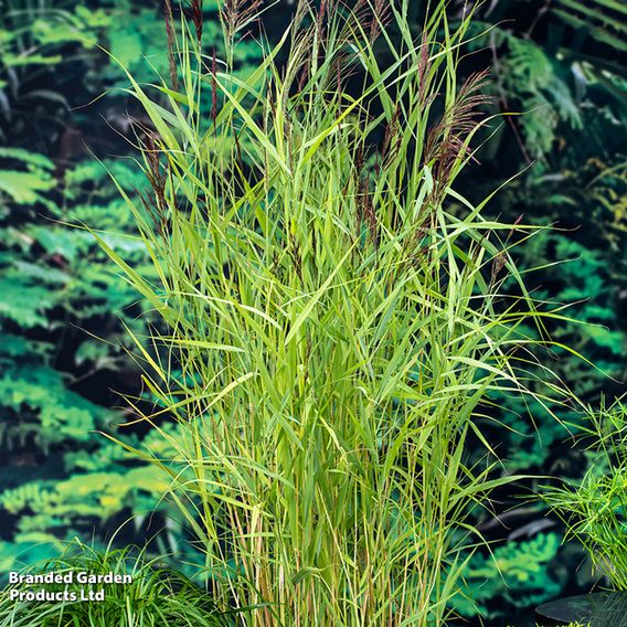 Phragmites australis (Marginal Aquatic)