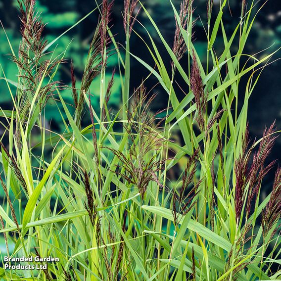 Phragmites australis (Marginal Aquatic)