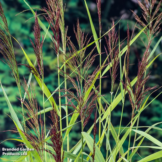 Phragmites australis (Marginal Aquatic)