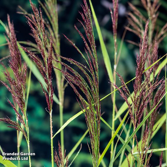 Phragmites australis (Marginal Aquatic)