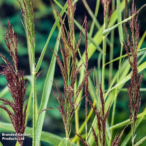 Phragmites australis (Marginal Aquatic)