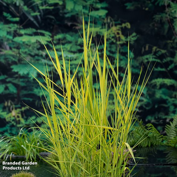 Phragmites australis 'Variegata' (Marginal Aquatic)