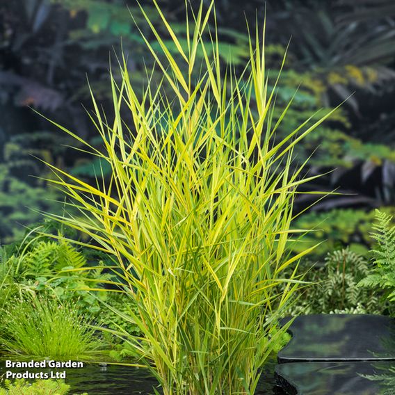 Phragmites australis 'Variegata' (Marginal Aquatic)