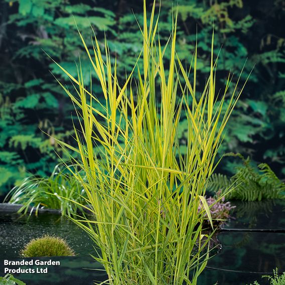 Phragmites australis 'Variegata' (Marginal Aquatic)