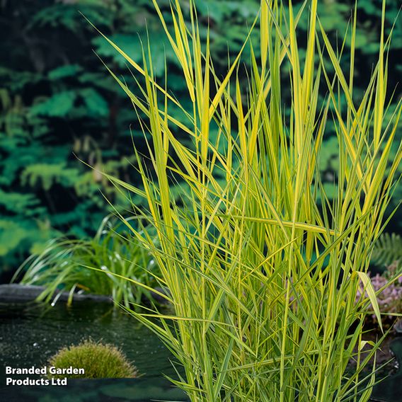 Phragmites australis 'Variegata' (Marginal Aquatic)