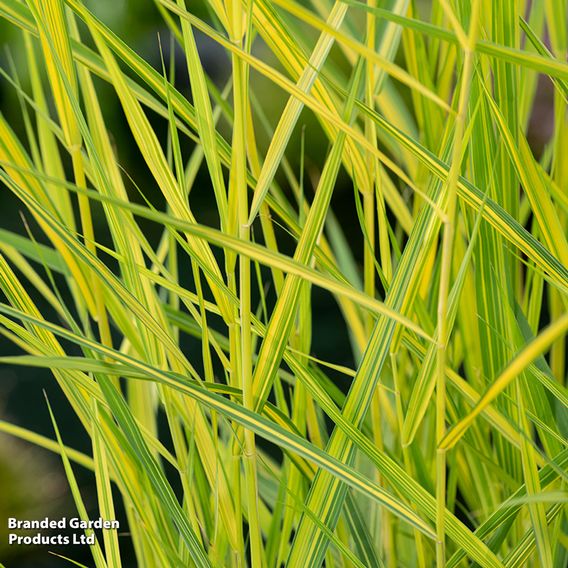 Phragmites australis 'Variegata' (Marginal Aquatic)