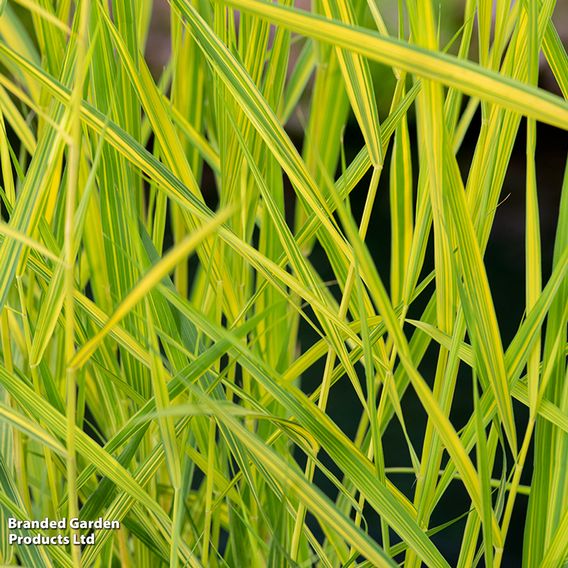 Phragmites australis 'Variegata' (Marginal Aquatic)
